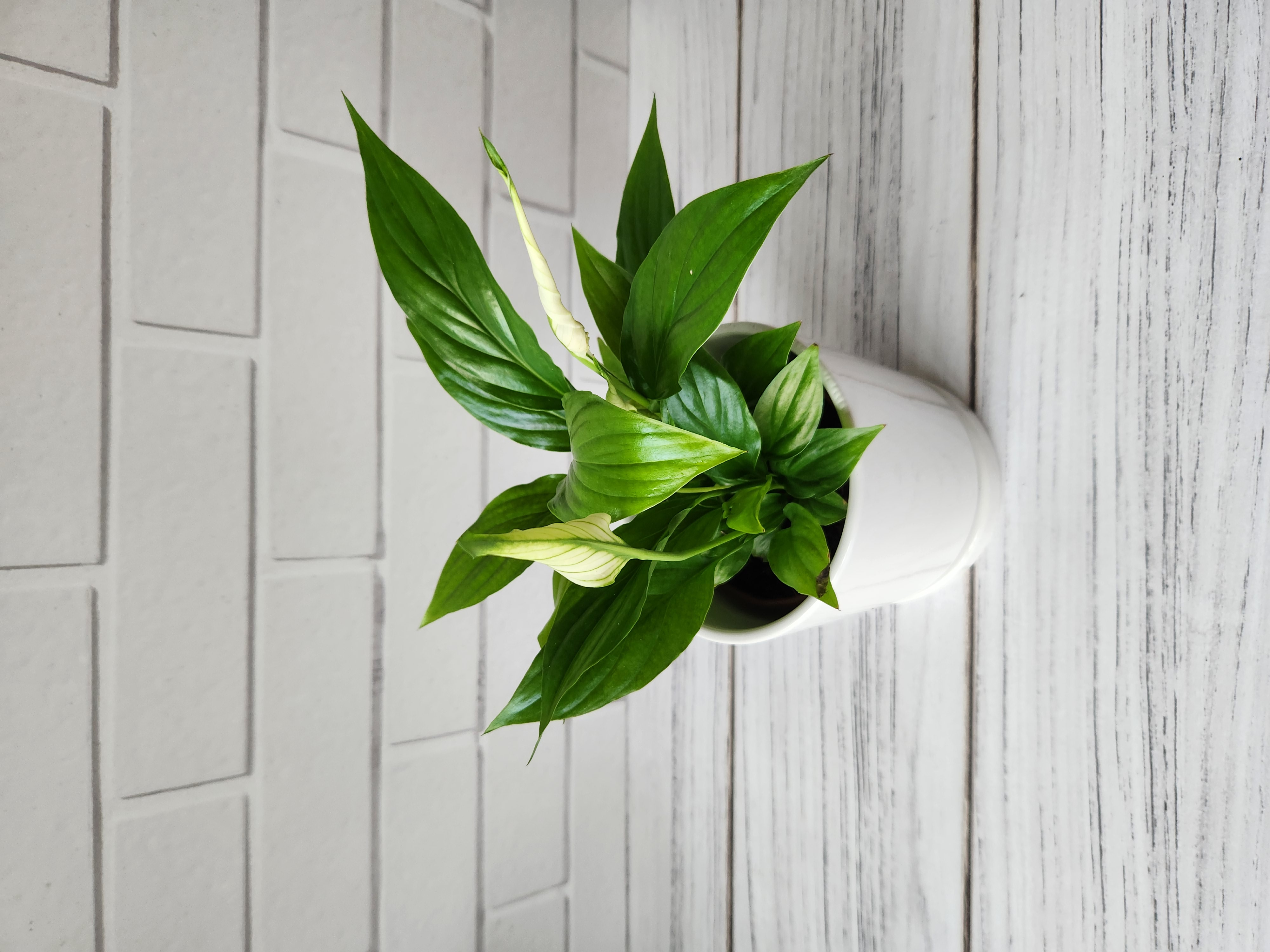 Lirio de la paz chico