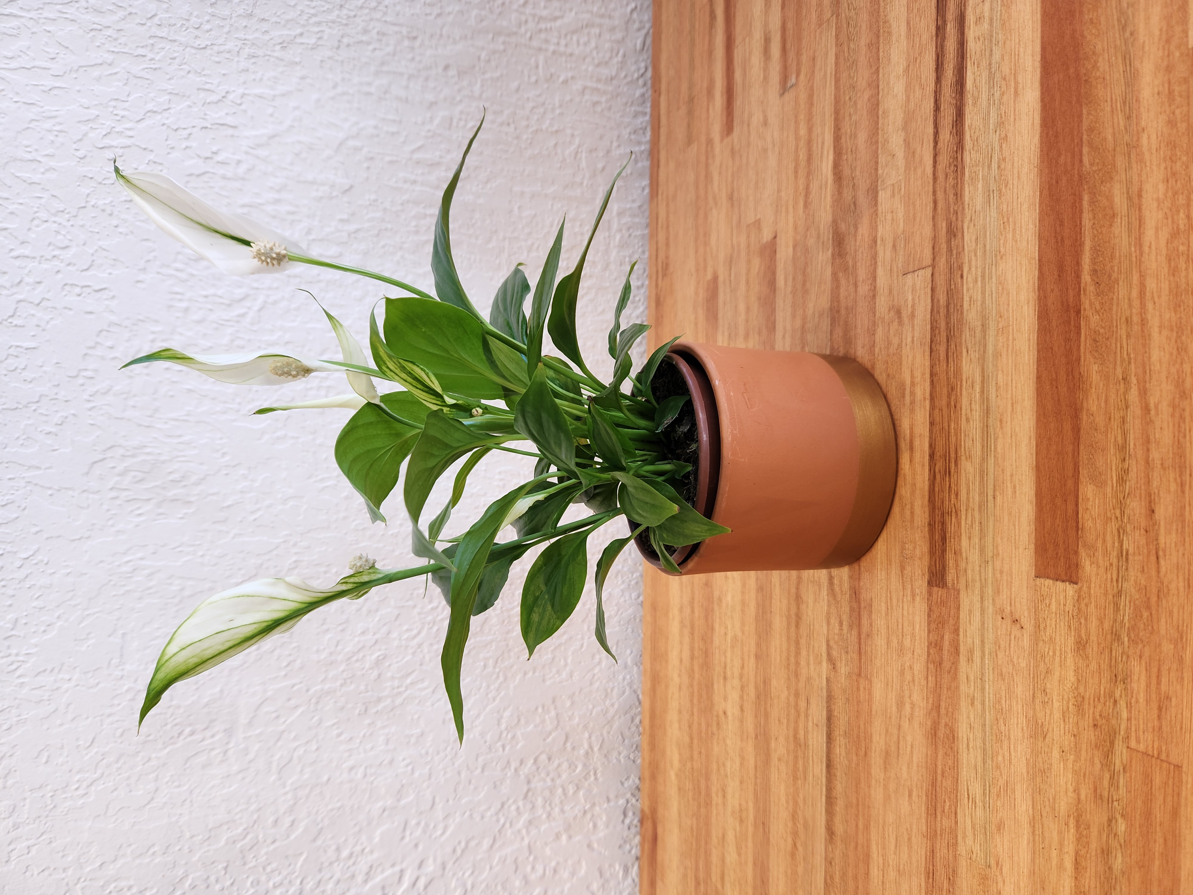 Lirio de la paz chico