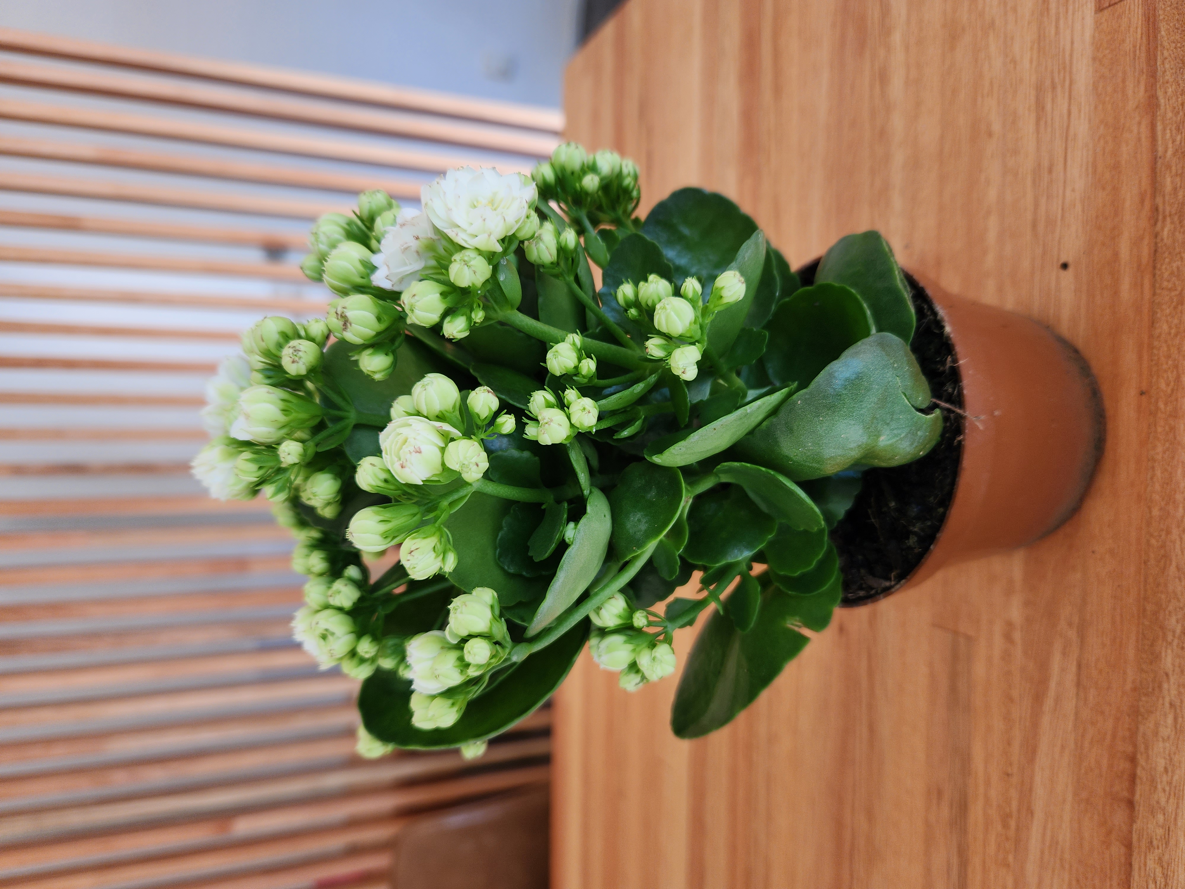 Kalanchoe