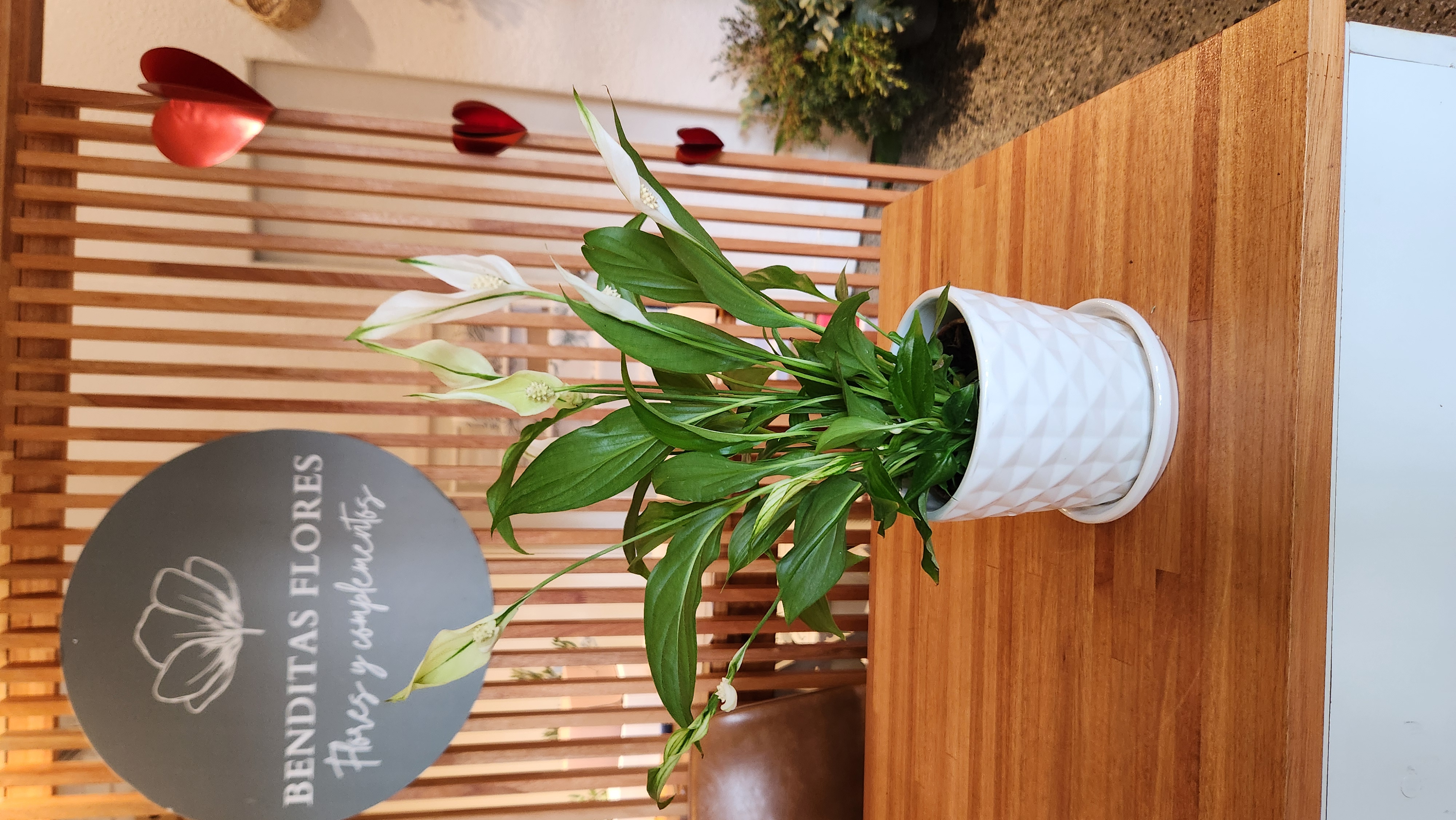 Lirio de la paz mediano